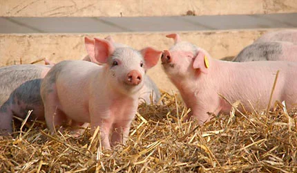 Almviks 4H-gård Almviks 4H-gård