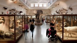 Göteborgs Naturhistoriska Museum