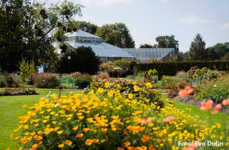 Bergianska trädgården