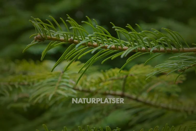 Naturplatser