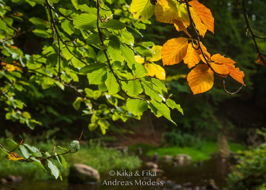Hösten i Skåne 2021