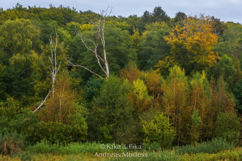 Rövarekulan September 2021