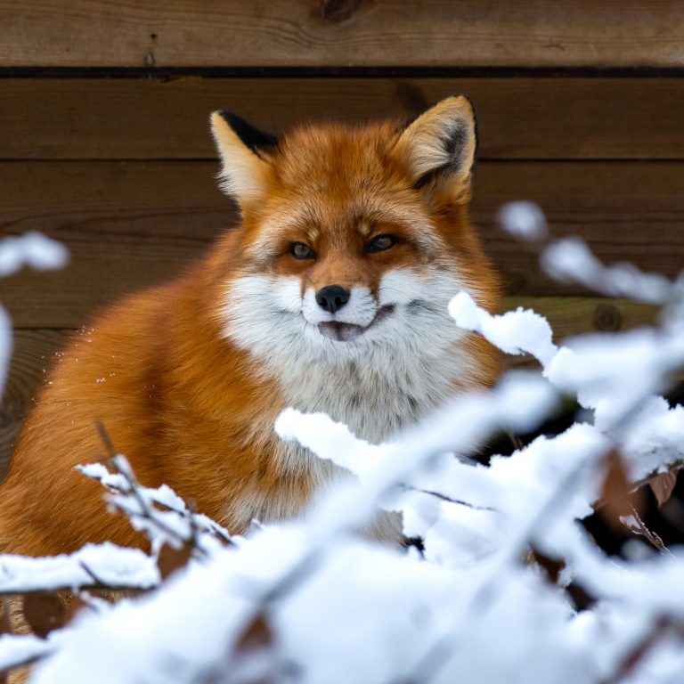 Rav sno kvadrat 768x768