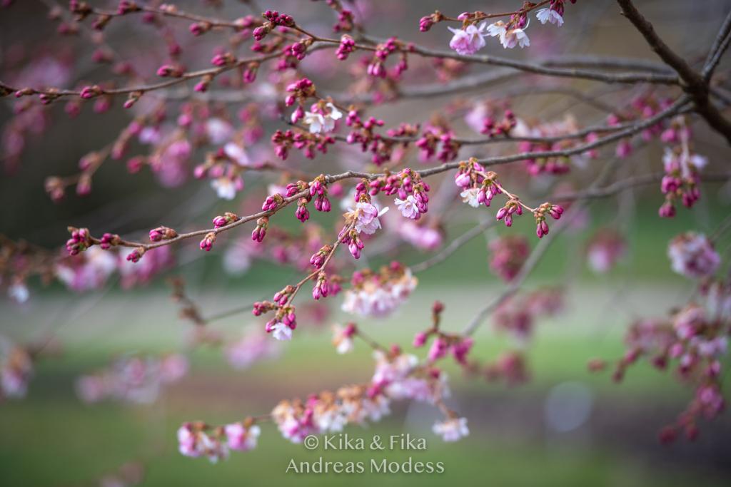 Körsbärsträd i början på blomning